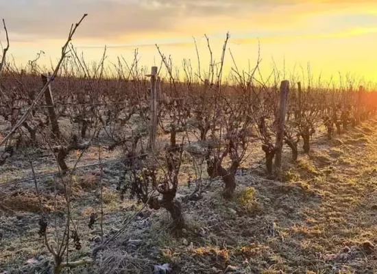 photo-vigne-Domaine Mosny - vin de montlouis