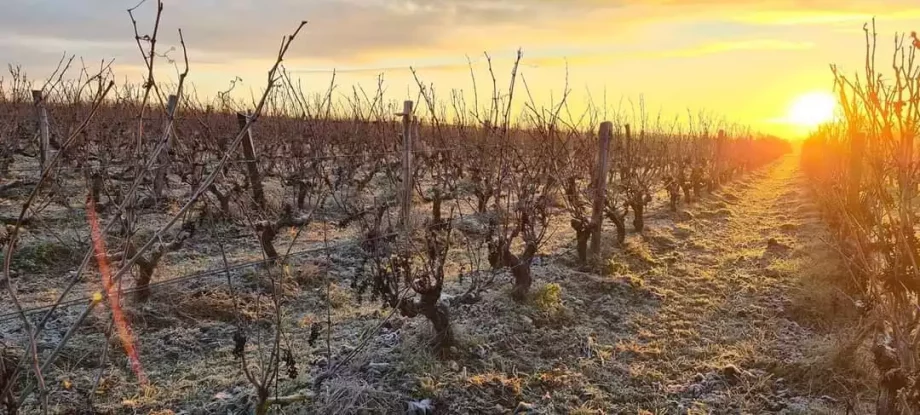 photo-vigne-Domaine Mosny - vin de montlouis