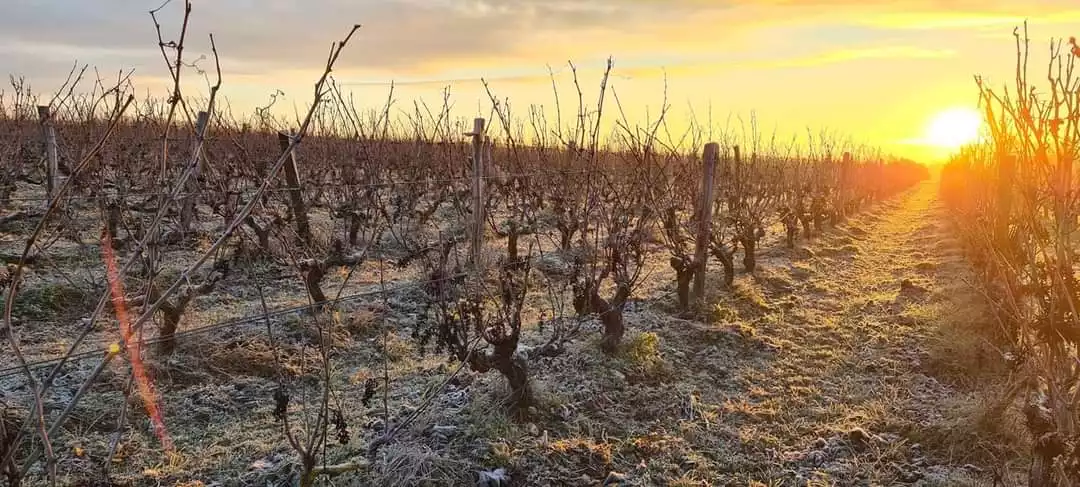 photo-vigne-Domaine Mosny - vin de montlouis