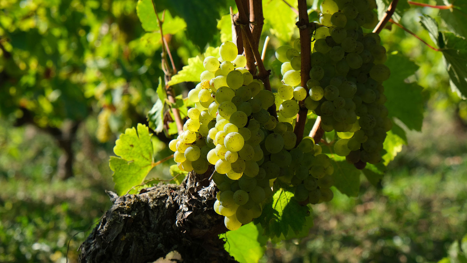 Vin de Montlouis AOC - Domaine Mosny - vin de montlouis